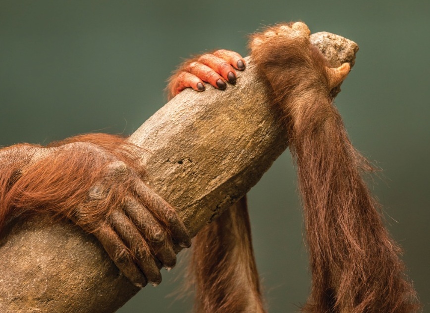 orangutans 2.jpg